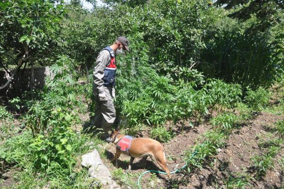 Osmaniye'de 182 kök kenevir bitkisi ele geçirildi