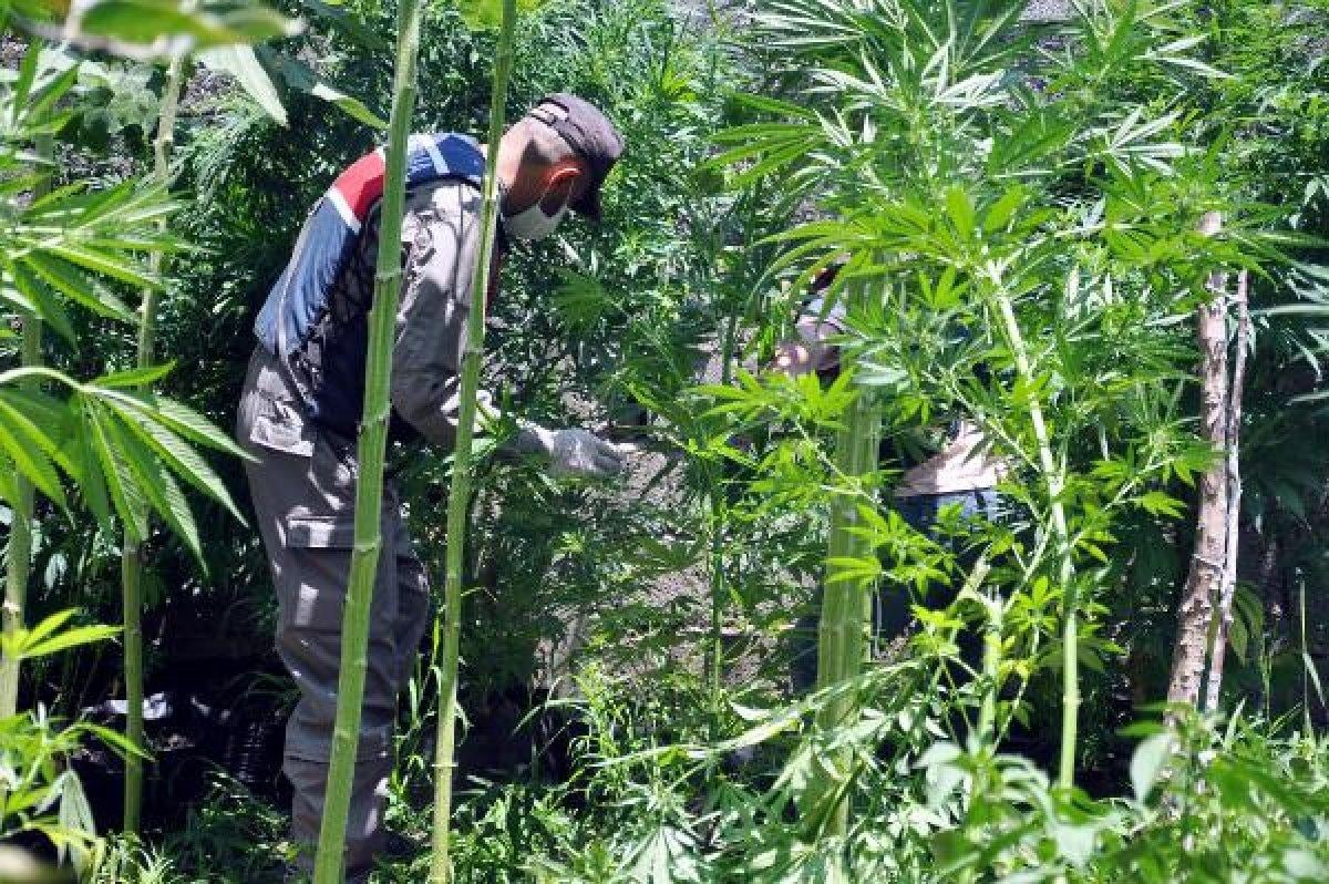 Osmaniye'de 182 kök kenevir bitkisi ele geçirildi