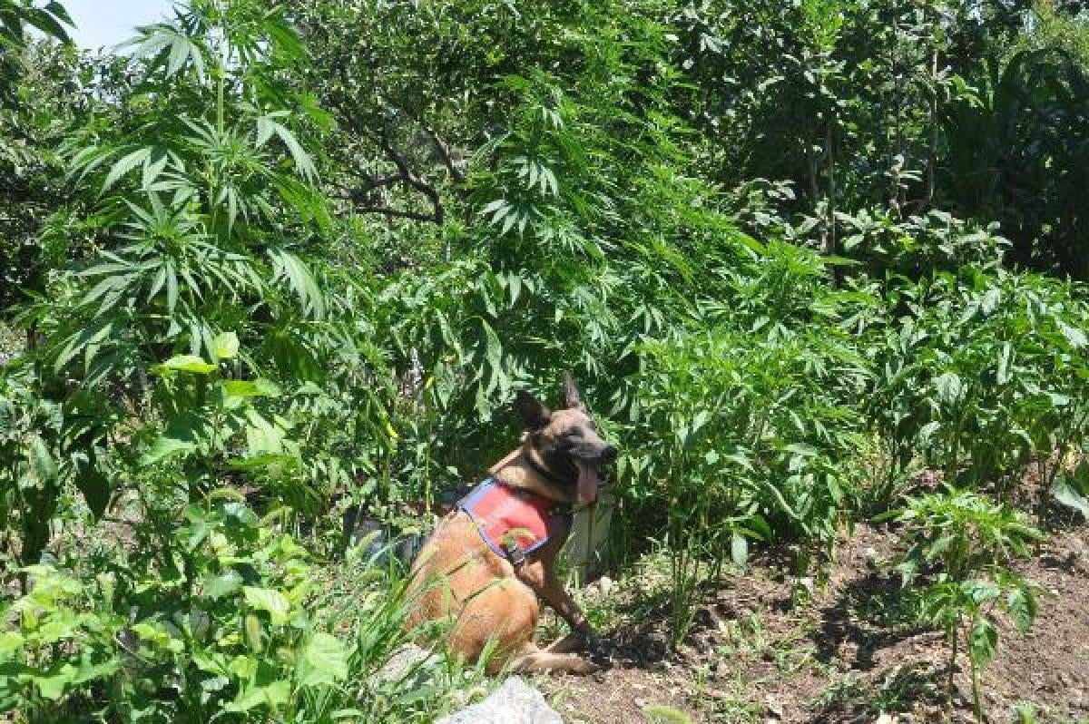 Osmaniye'de 182 kök kenevir bitkisi ele geçirildi