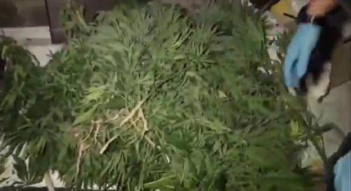 Diyarbakır'da 53 adrese esrar operasyonu: 27 tutuklama