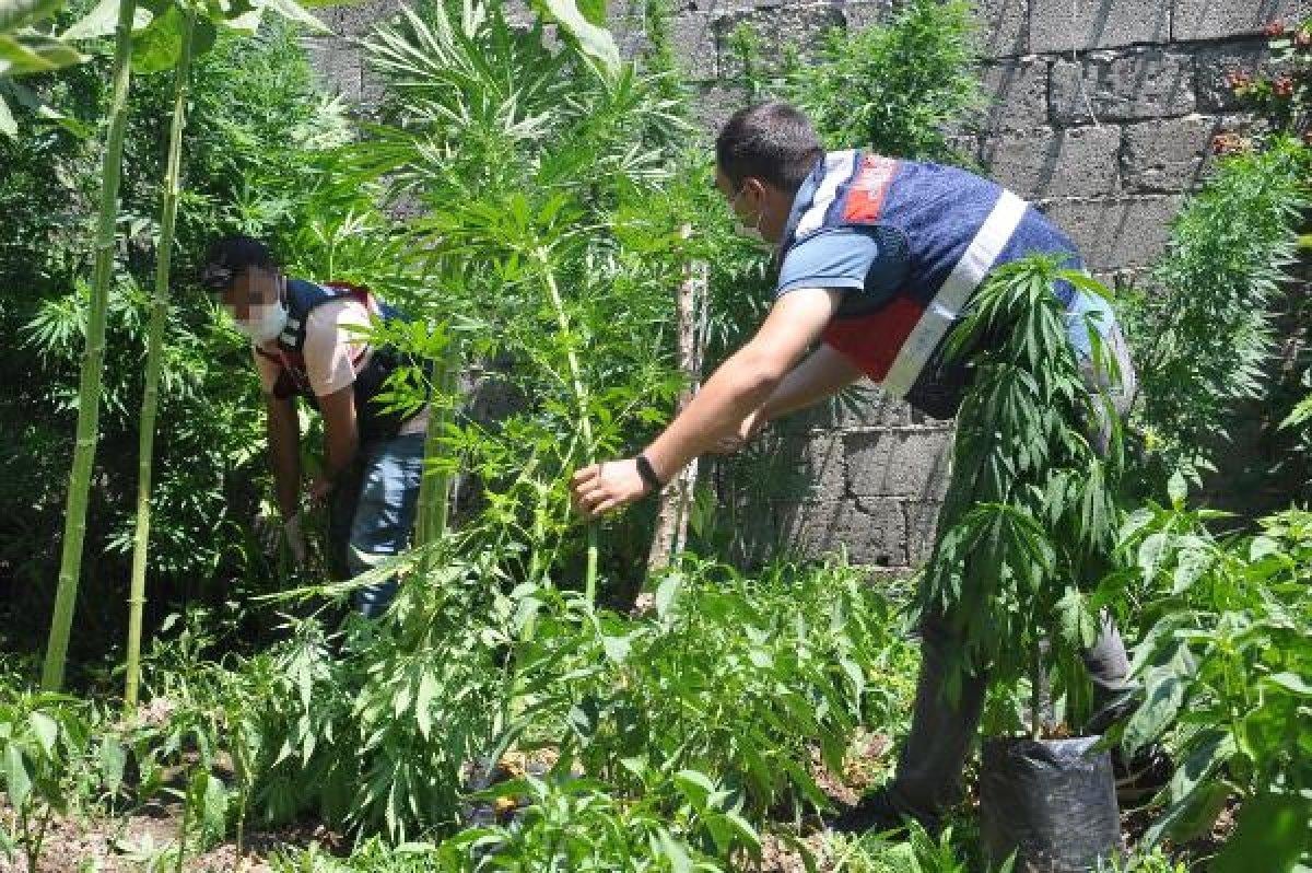 Osmaniye'de 182 kök kenevir bitkisi ele geçirildi