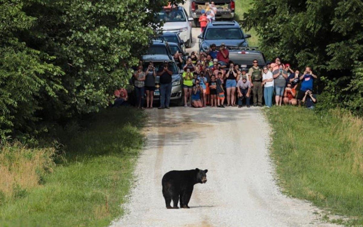 Eş arayan ayı yollara düştü