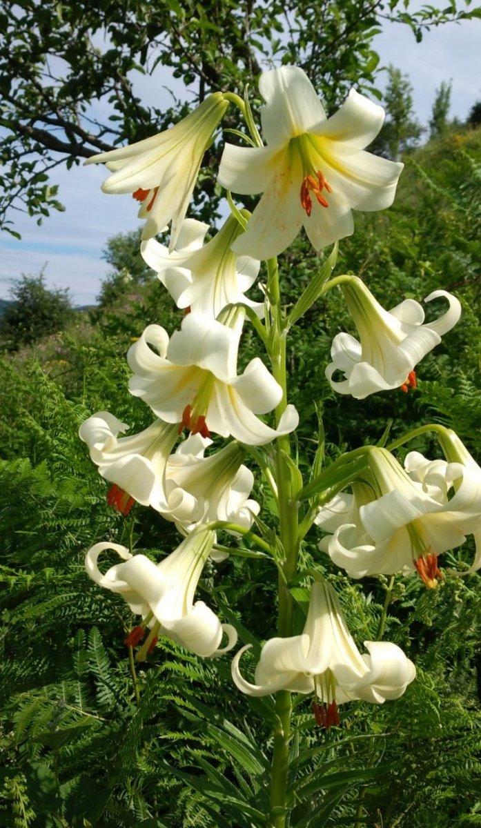 Ordu'da bu çiçeği koparmanın cezası şaşırttı
