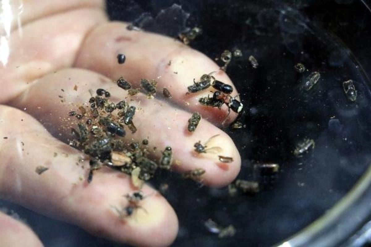 Karadeniz'de ormanları 'komando' böcekler koruyacak