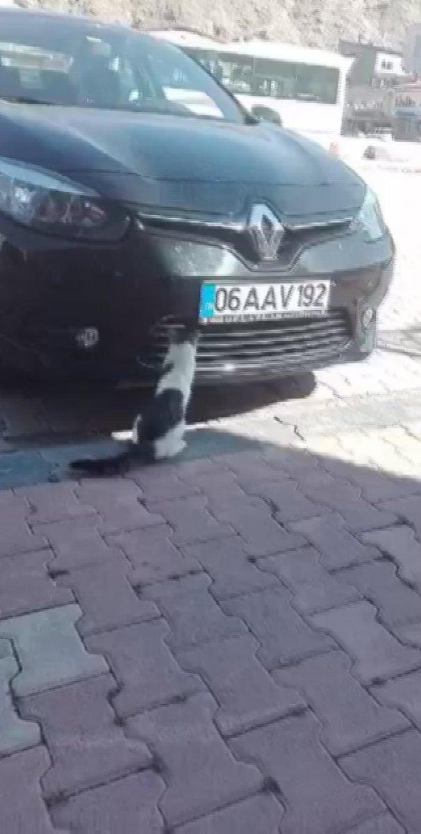 Sivas'ta kedinin fareyle imtihanı kamerada