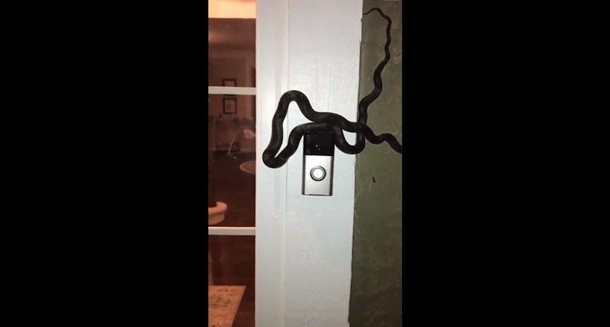 ABD'de bir vatandaşın kapı zilini yılan çaldı