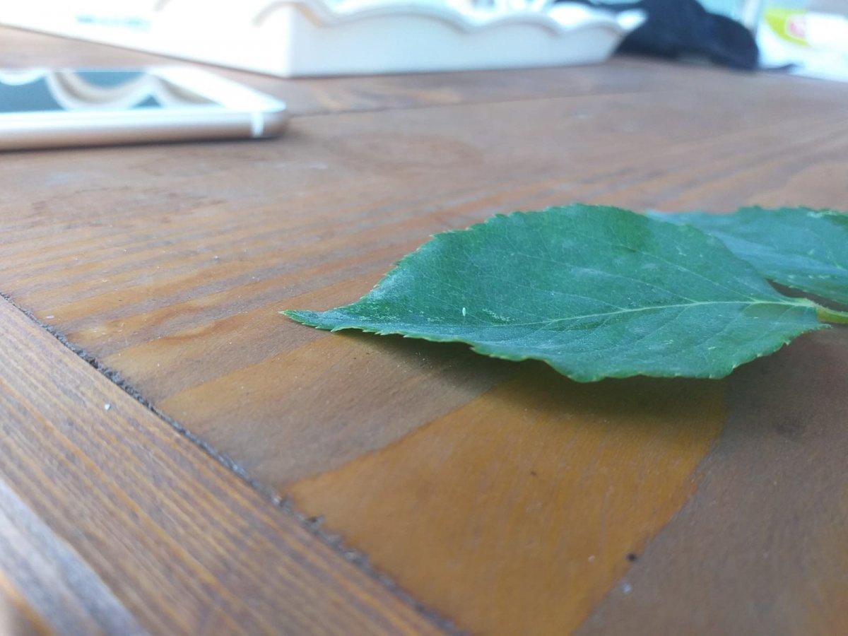 3 bin yılda bir açan çiçek Kastamonu'da görüldü