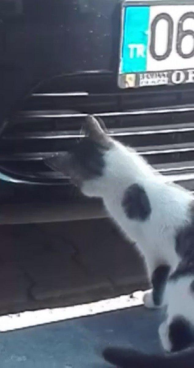 Sivas'ta kedinin fareyle imtihanı kamerada