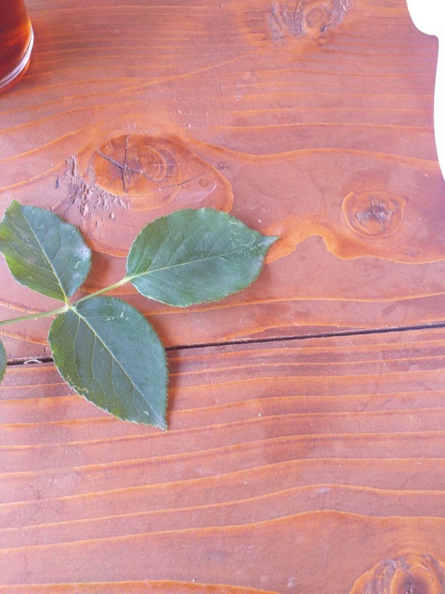 3 bin yılda bir açan çiçek Kastamonu'da görüldü