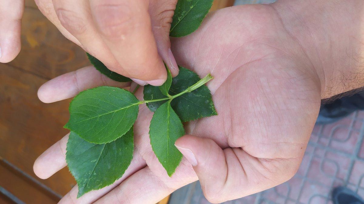 3 bin yılda bir açan çiçek Kastamonu'da görüldü
