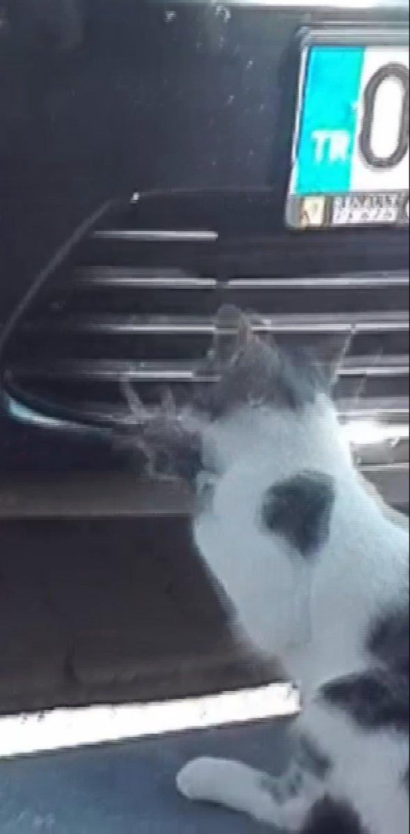 Sivas'ta kedinin fareyle imtihanı kamerada