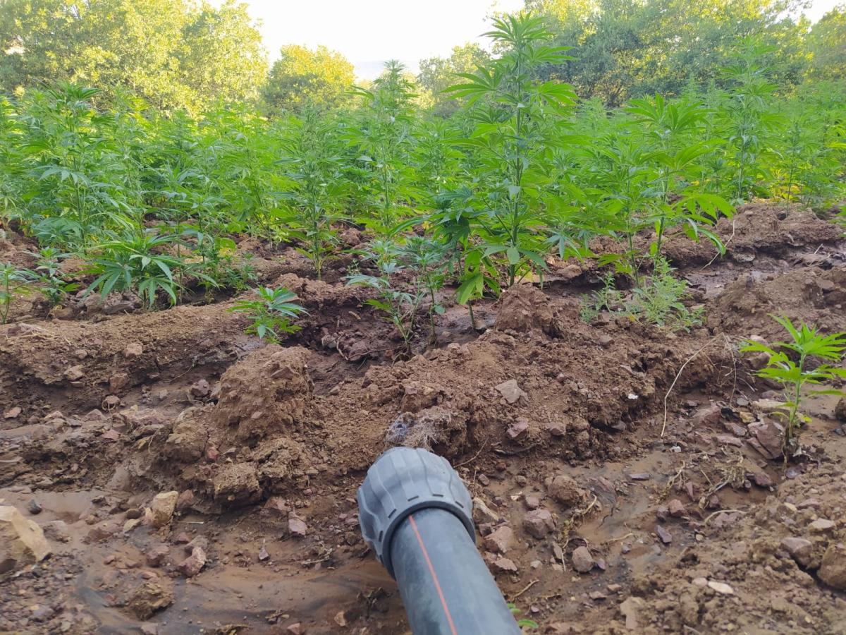 Diyarbakır'da terör örgütüne ağır darbe: 1 ton esrar