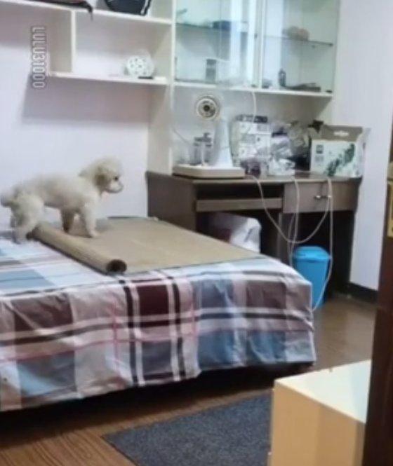 Vantilatörü açıp bir güzel uyuyan köpek