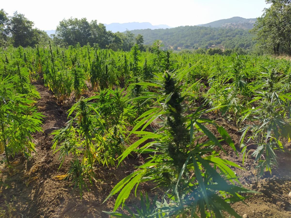 Diyarbakır'da terör örgütüne ağır darbe: 1 ton esrar