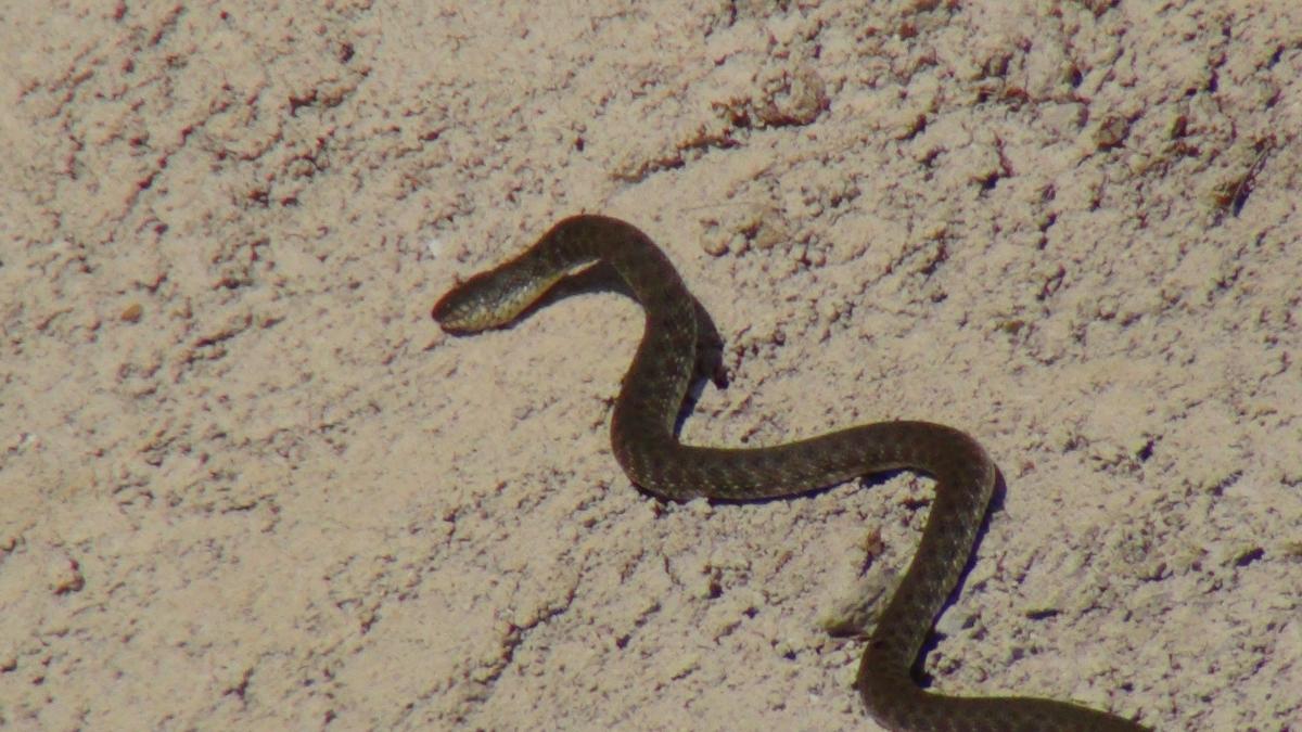 Gaziantep'te sulama kanalından zehirli yılan çıktı