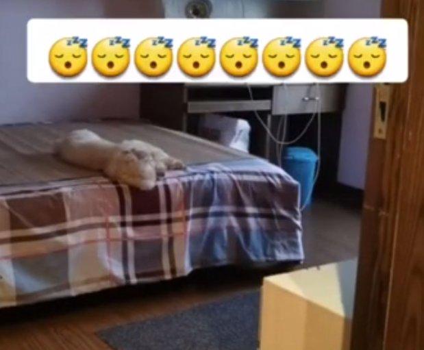 Vantilatörü açıp bir güzel uyuyan köpek