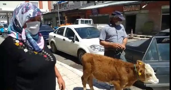 Kars'ta veterinere giden buzağıya maske takıldı