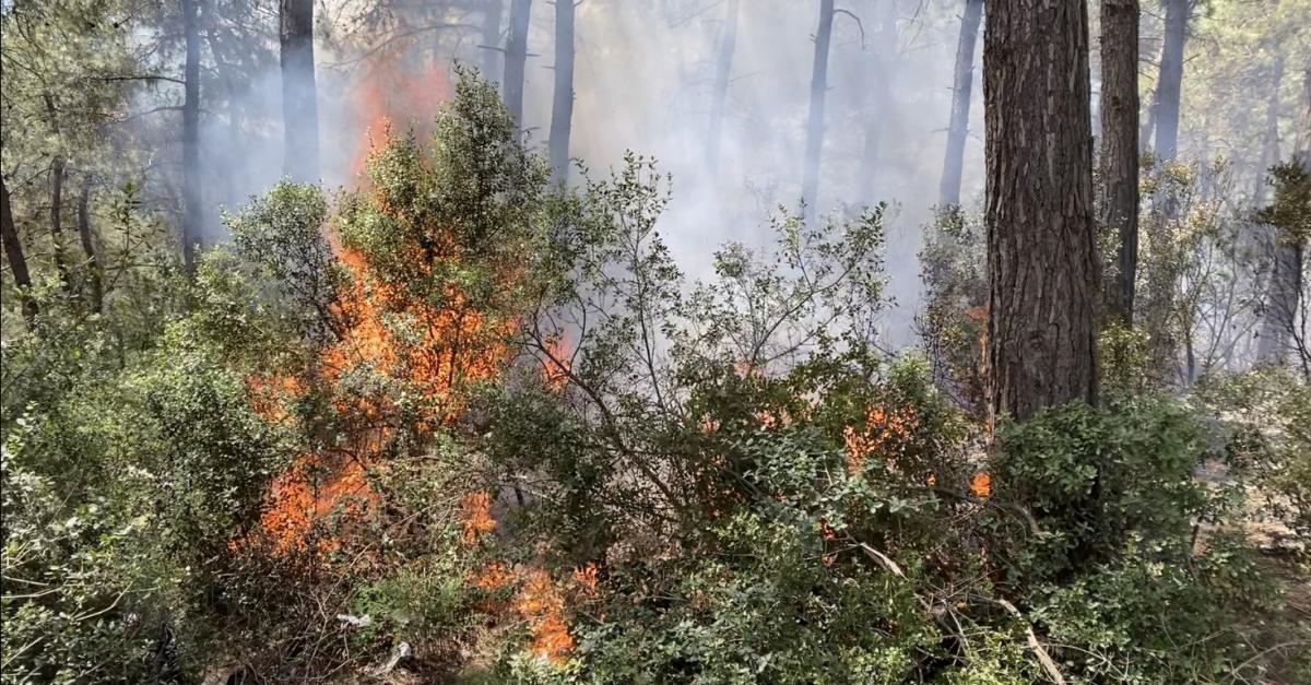 Sarıyer'de ormanlık alanda yangın çıktı