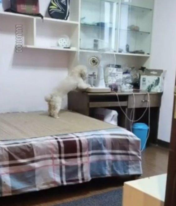 Vantilatörü açıp bir güzel uyuyan köpek