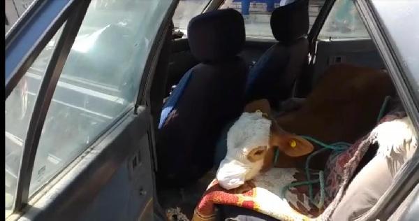 Kars'ta veterinere giden buzağıya maske takıldı