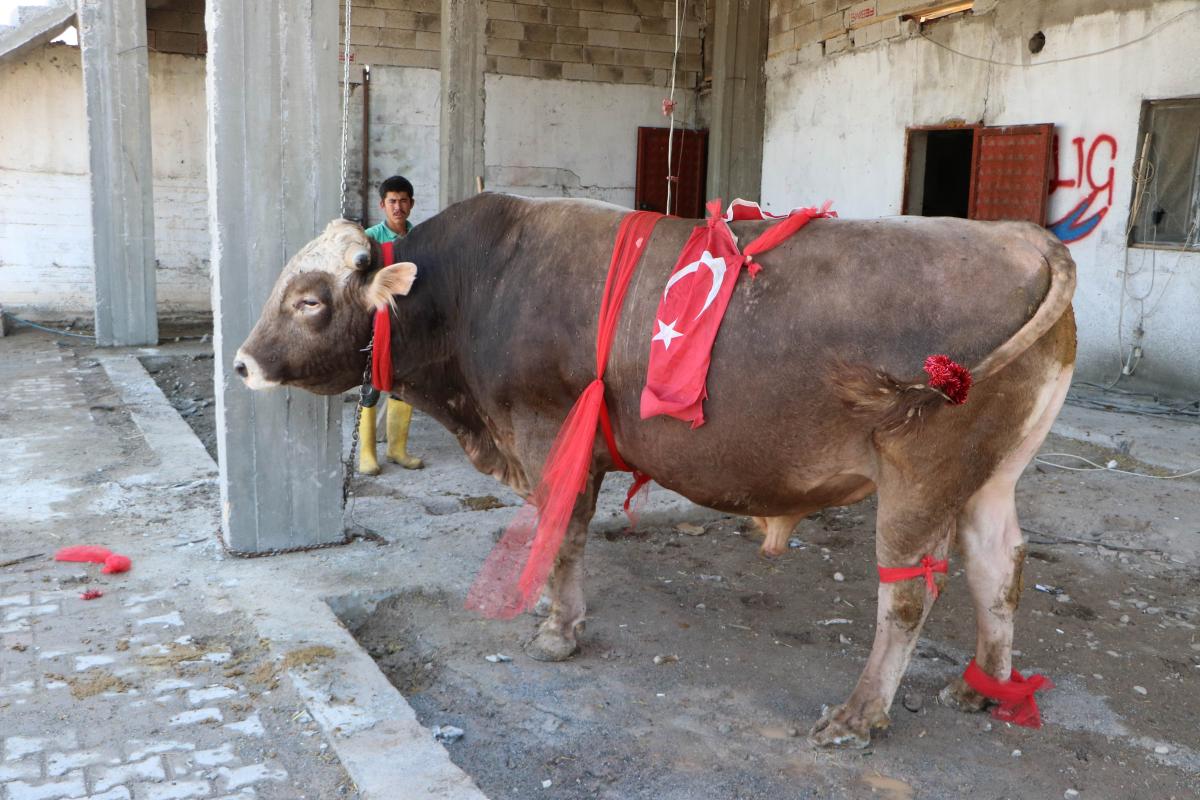 'Kayserili matador' boğası için 50 bin lira istiyor