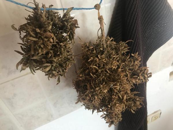 İki üniversitesi mezunu zanlı uyuşturucu serası kurdu