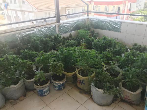 İki üniversitesi mezunu zanlı uyuşturucu serası kurdu