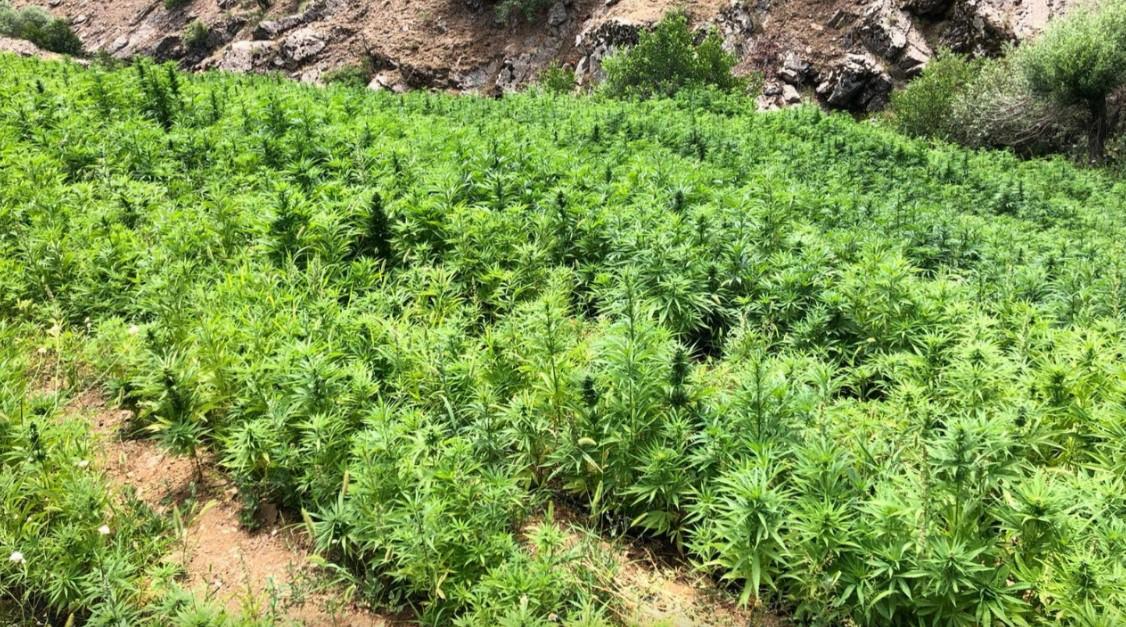 42 milyon kök kenevir ele geçirildi