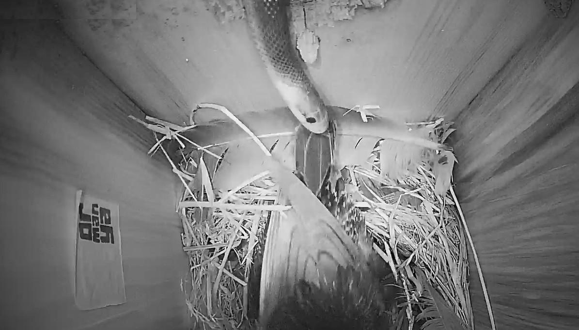 Sığırcık kuşunun yılanla mücadelesi kameralara yansıdı