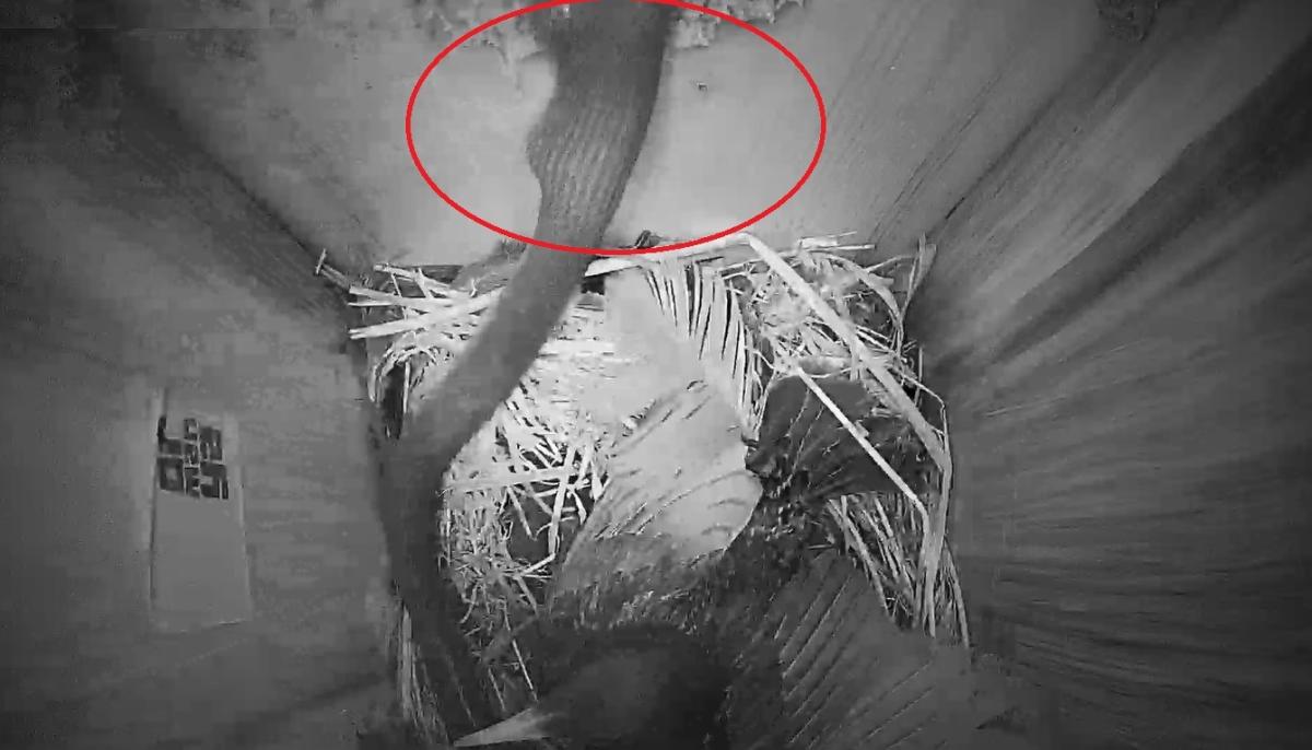 Sığırcık kuşunun yılanla mücadelesi kameralara yansıdı