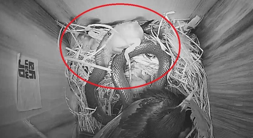 Sığırcık kuşunun yılanla mücadelesi kameralara yansıdı