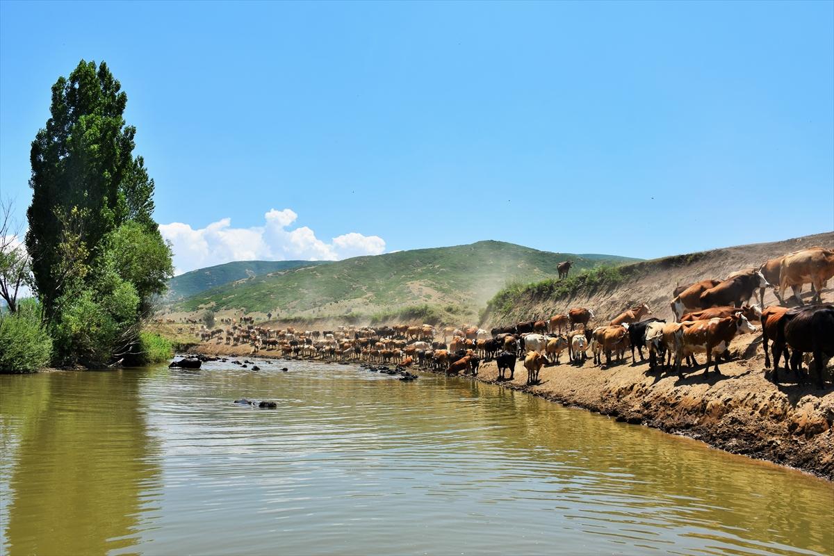 Mandalarla birlikte serinleyen Muşlu çobanlar