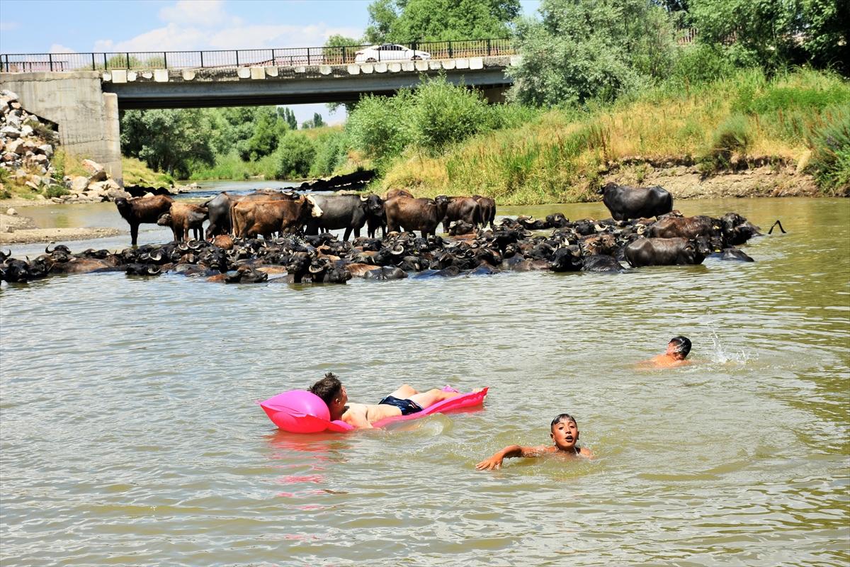 Mandalarla birlikte serinleyen Muşlu çobanlar