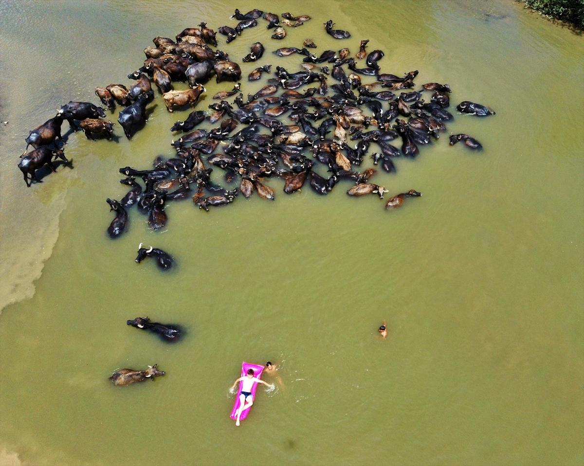 Mandalarla birlikte serinleyen Muşlu çobanlar