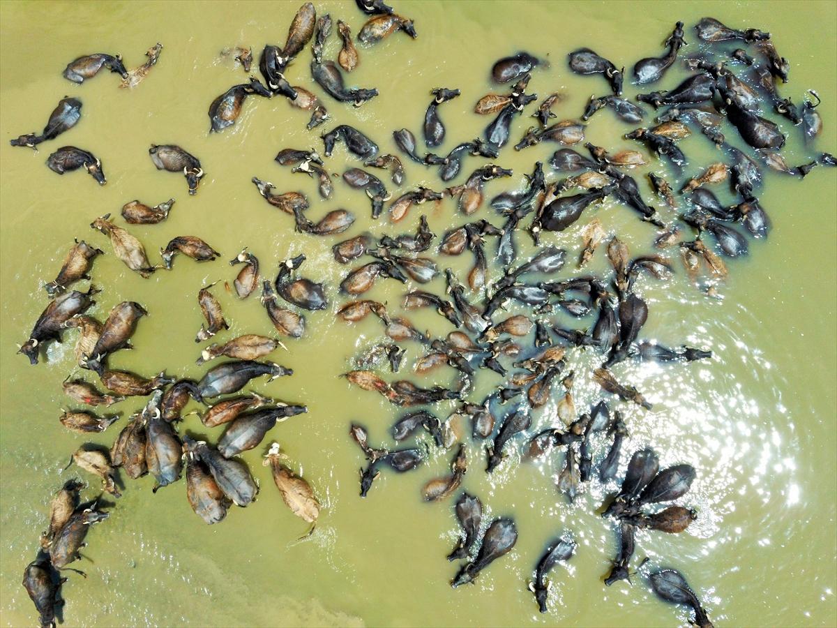 Mandalarla birlikte serinleyen Muşlu çobanlar