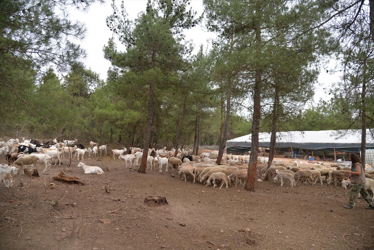 Bilecik'e yerleşen Nişantaşı kızı, sürüsünü büyüttü