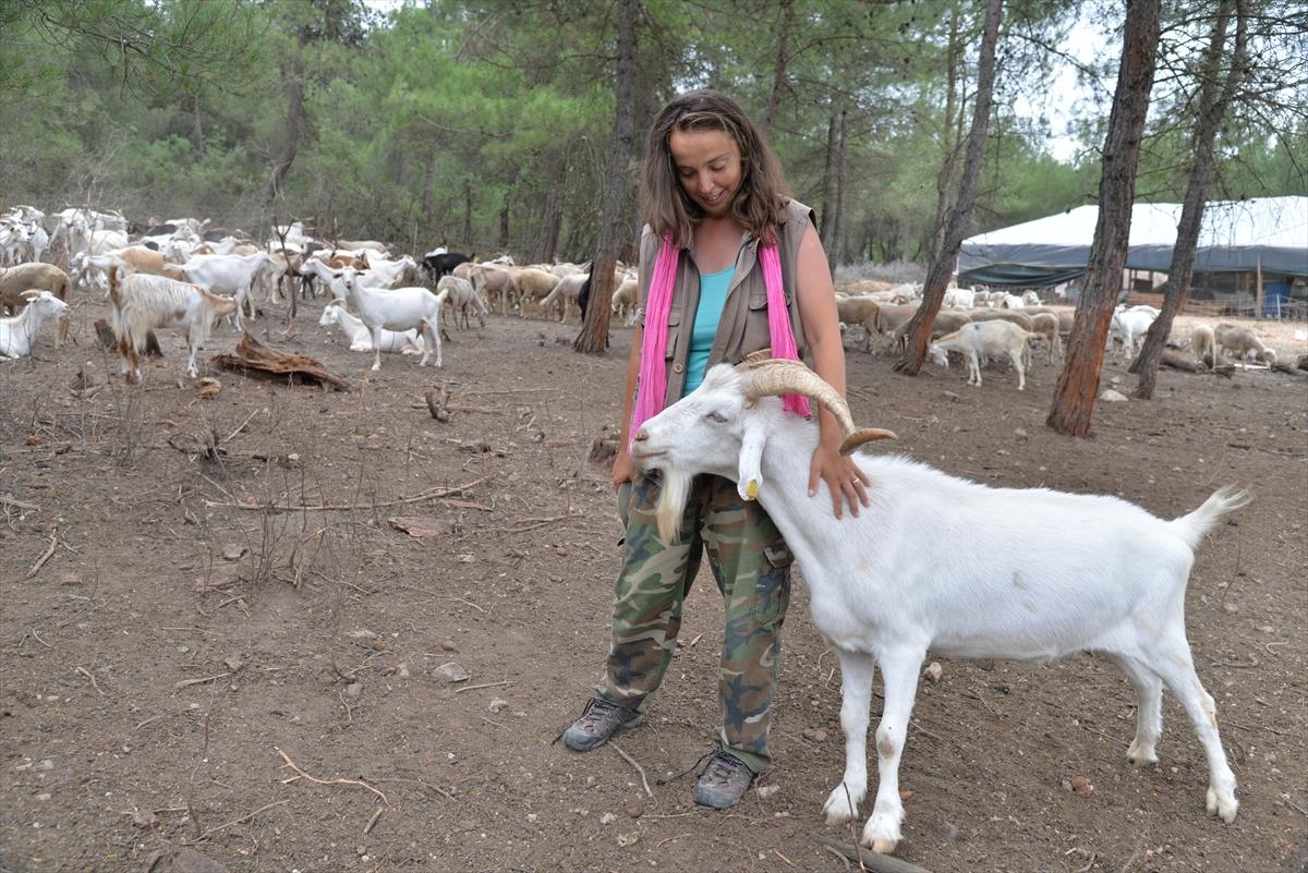 Bilecik'e yerleşen Nişantaşı kızı, sürüsünü büyüttü