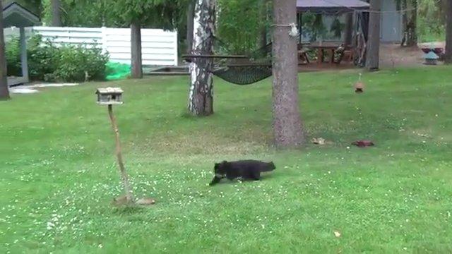 Sincaba saldırdığına pişman olan kedi