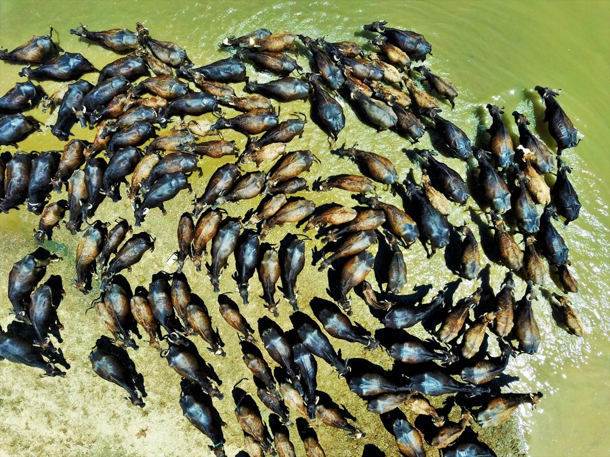 Mandalarla birlikte serinleyen Muşlu çobanlar