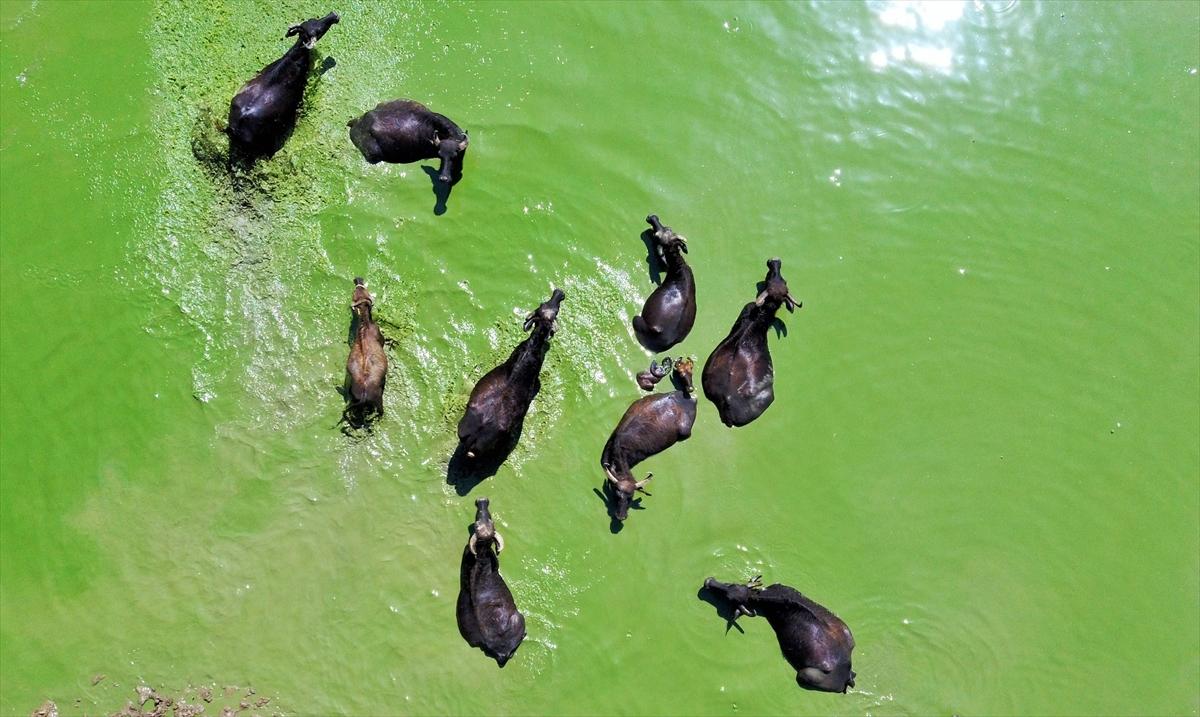 Mandalarla birlikte serinleyen Muşlu çobanlar