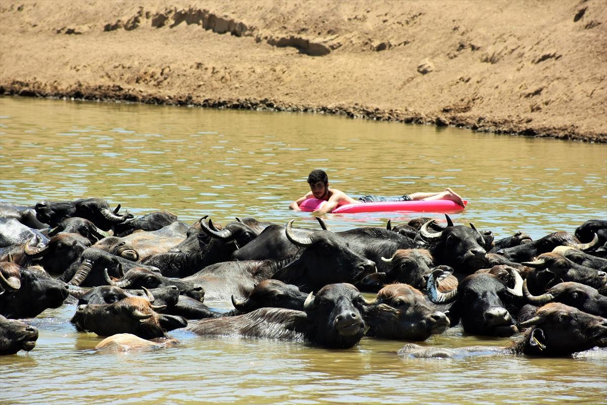 Mandalarla birlikte serinleyen Muşlu çobanlar
