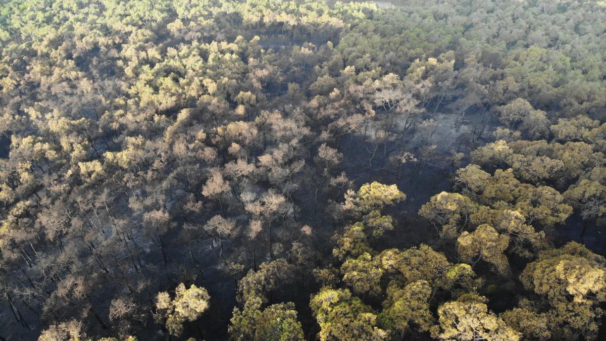 Heybeliada orman yangınında 3 gözaltı