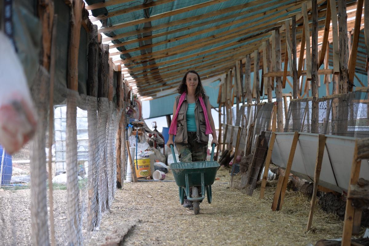 Bilecik'e yerleşen Nişantaşı kızı, sürüsünü büyüttü