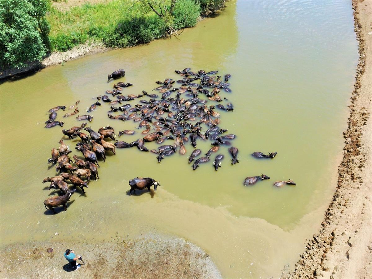 Mandalarla birlikte serinleyen Muşlu çobanlar