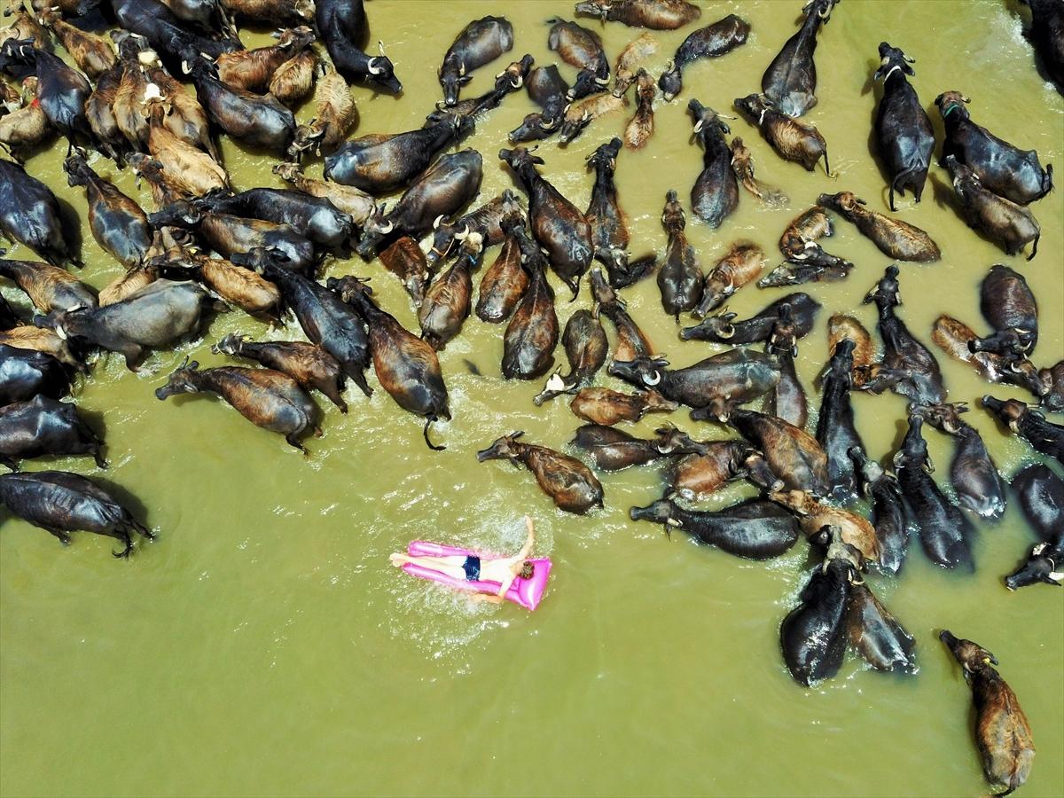 Mandalarla birlikte serinleyen Muşlu çobanlar