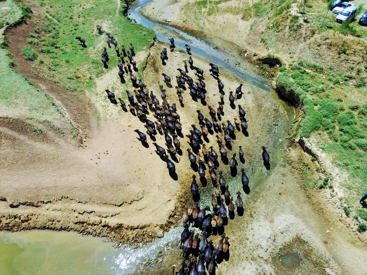 Mandalarla birlikte serinleyen Muşlu çobanlar