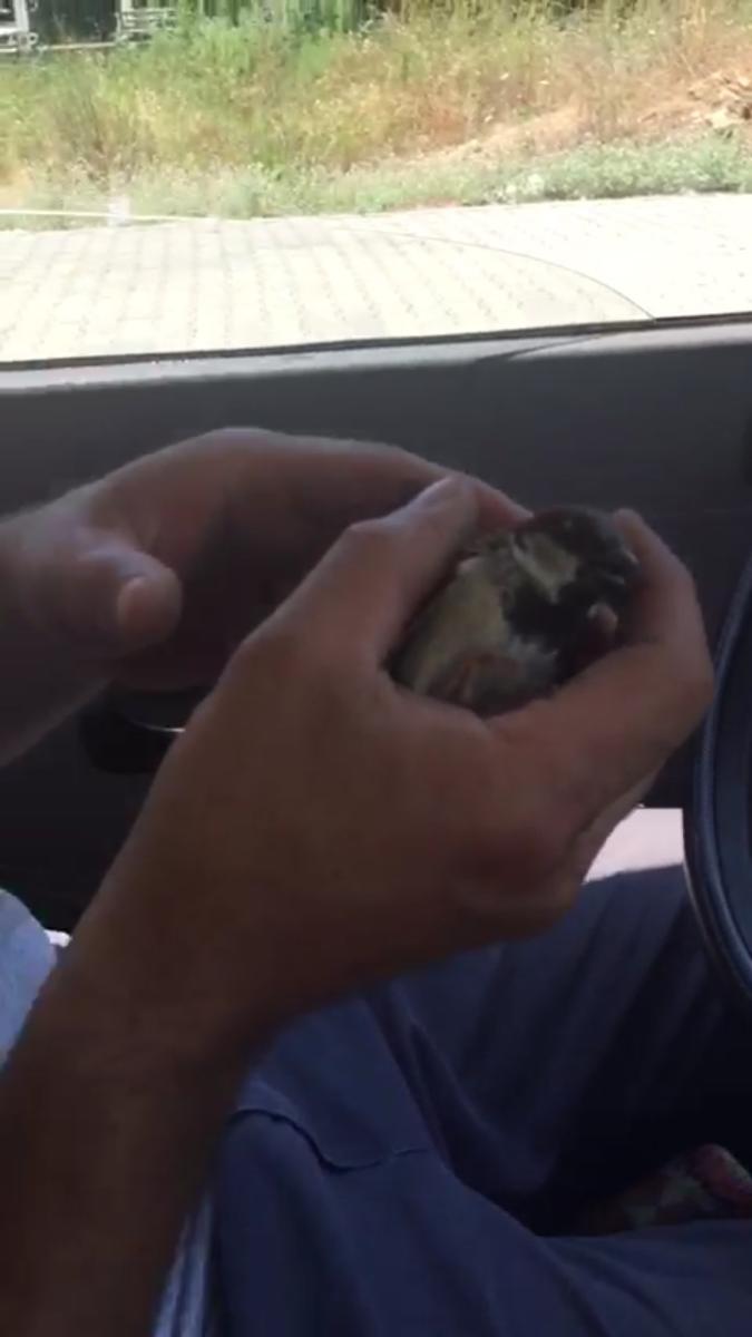 Antalya'da otomobiline çarpan serçenin hayatını kurtardı