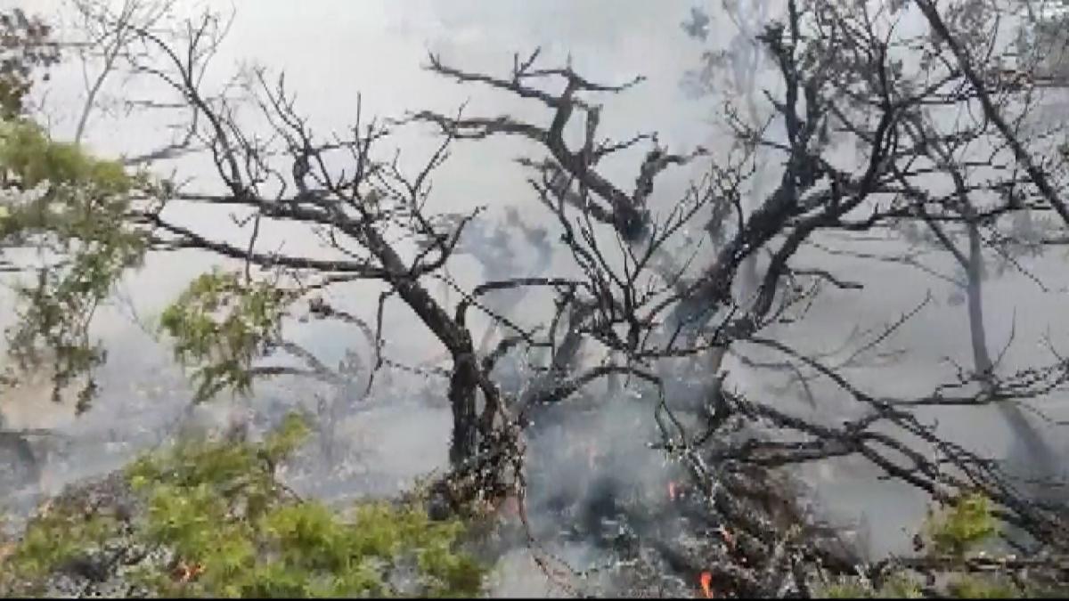 Adıyaman'da çıkan örtü yangını ormana sıçradı