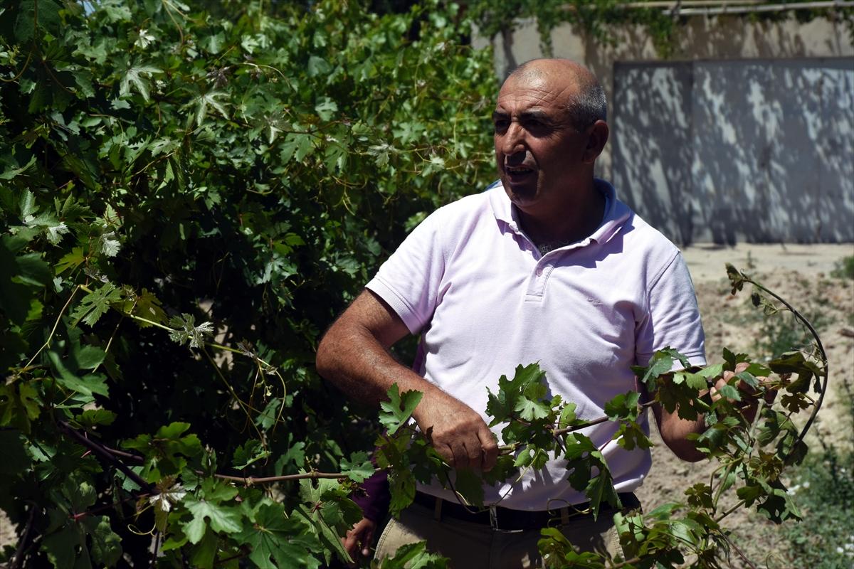 Şehit kızlarının diktiği fidanlarla ‘nefes’ alıyorlar