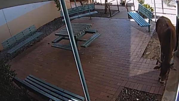 Avustralya'da polis karakoluna giren inek